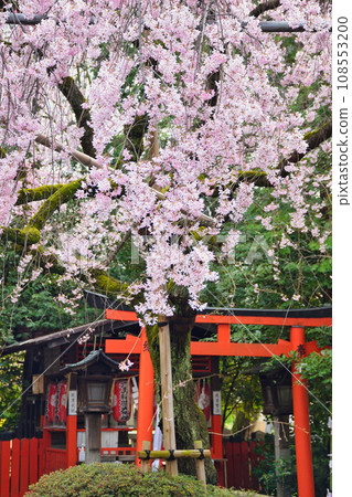 Suika Tenmangu Shrine, Rokutama Inari Daimyojin and weeping cherry blossoms (Kamigyo Ward, Kyoto City) Suika Tenmangu Shrine, Rokutama Inari Daimyojin and weeping cherry blossoms (Kamigyo Ward, Kyoto City) 108553200