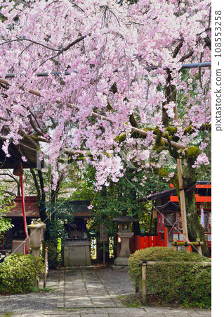 水花天滿宮（京都市上京區）的垂枝櫻花 108553258