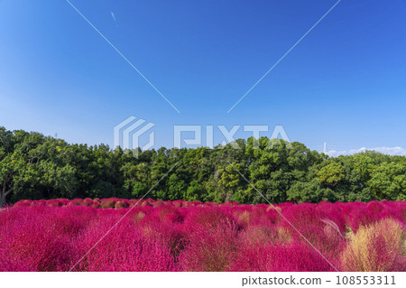 70 年世博會地膚公園秋葉鮮紅 70 年世博會地膚公園秋葉鮮紅 108553311