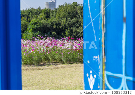 世博公園,波斯菊盛開,大門敞開 世博公園,波斯菊盛開,大門敞開 108553312