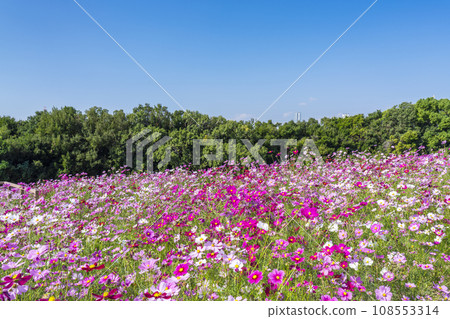 Expo Park Cosmos in full bloom against the blue sky 108553314