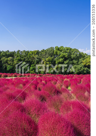 70 年世博會地膚公園秋葉鮮紅 70 年世博會地膚公園秋葉鮮紅 108553336