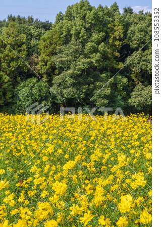 Expo Park Cosmos in full bloom against the blue sky Expo Park Cosmos in full bloom against the blue sky 108553352