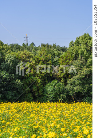 Expo Park Cosmos in full bloom against the blue sky Expo Park Cosmos in full bloom against the blue sky 108553354