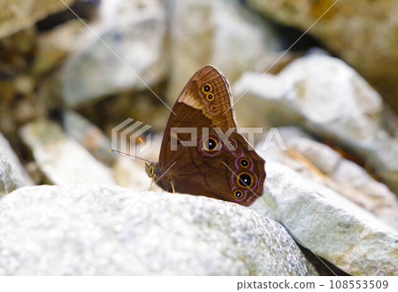 Black lizard perched on a stone Black lizard perched on a stone 108553509