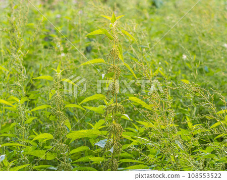 The nettle, Urtica dioica, with green leaves grows in natural thickets. Medicinal wild plant nettle. Nettle grass with fluffy green leaves. The nettle, Urtica dioica, with green leaves grows in natural thickets. Medicinal wild plant nettle. Nettle grass with fluffy green leaves. 108553522