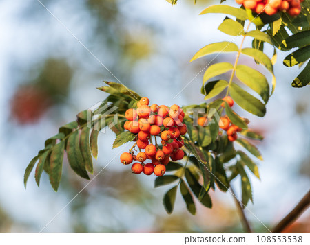A bunch of red rowan in autumn leaves. A bunch of red rowan in autumn leaves. 108553538
