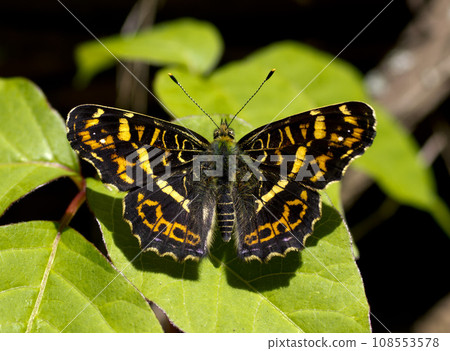 Sakahachi butterfly spreading its wings Sakahachi butterfly spreading its wings 108553578