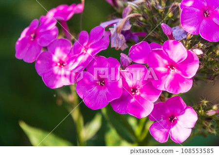 Pink phlox flowers. Phlox paniculata. Flowering herbaceous plants. Blooming phlox paniculata in the garden 108553585
