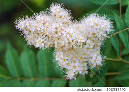Oak-leaved spirea, Spiraea chamaedryfolia, blooms luxuriantly with small white flowers in the garden Oak-leaved spirea, Spiraea chamaedryfolia, blooms luxuriantly with small white flowers in the garden 108553592