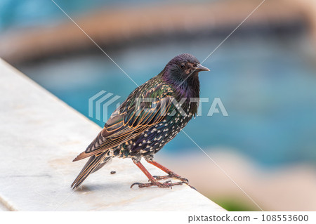 The common starling or Sturnus vulgaris or the European starling. Sitting on the fence in the garden in springtime. 108553600