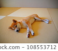 柴犬小狗在日式房間放鬆 108553712