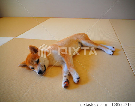 Shiba Inu puppy relaxing in a Japanese room 108553712