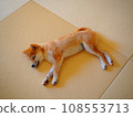 睡覺在日式房間的柴犬小狗 108553713
