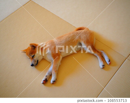 Shiba Inu puppy sleeping in a Japanese room 108553713