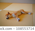 睡在榻榻米上的柴犬小狗 108553714