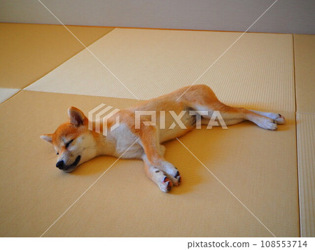 睡在榻榻米上的柴犬小狗 睡在榻榻米上的柴犬小狗 108553714