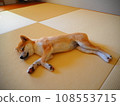 睡覺在日式房間的柴犬小狗 108553715