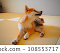 柴犬開心地搔著身體 108553717