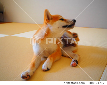 柴犬開心地搔著身體 柴犬開心地搔著身體 108553717