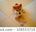 柴犬小狗抬頭看著他的主人 108553718