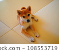柴犬對主人一臉順從的表情 108553719