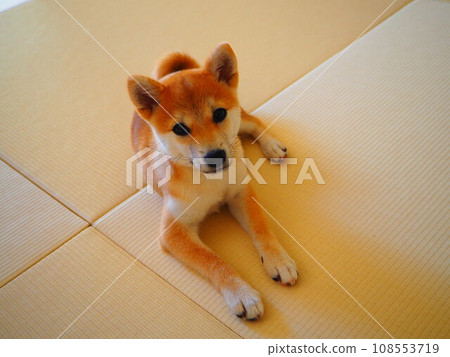 柴犬對主人一臉順從的表情 柴犬對主人一臉順從的表情 108553719