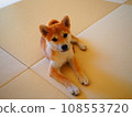 Shiba Inu看著主人 108553720