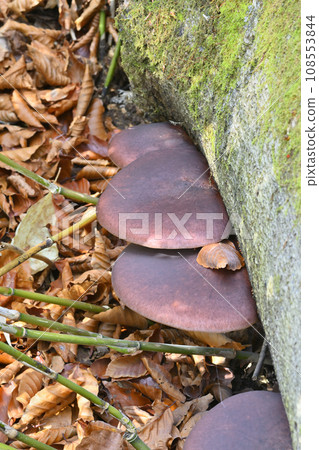 Omphalotus刺參 108553844