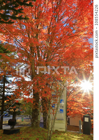 改變葉子的Momiji 改變葉子的Momiji 108554226