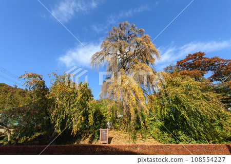Weeping wig in late autumn, a natural monument in Morioka City Weeping wig in late autumn, a natural monument in Morioka City 108554227