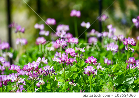 蓮花 108554366