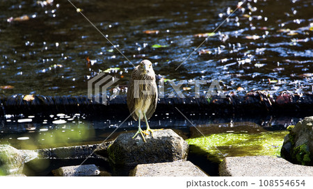 Night heron resting by the water Night heron resting by the water 108554654