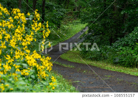 油菜花盛開的路 油菜花盛開的路 108555157