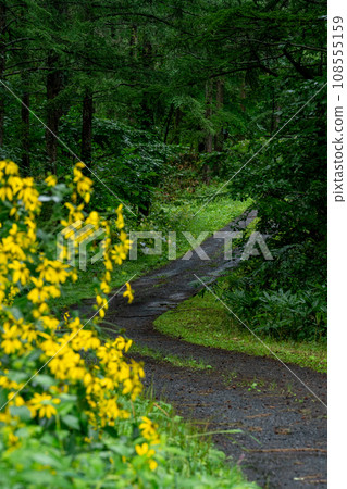 油菜花盛開的路 油菜花盛開的路 108555159
