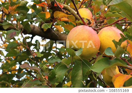 Apples at a tourist farm illuminated by the setting sun 108555169