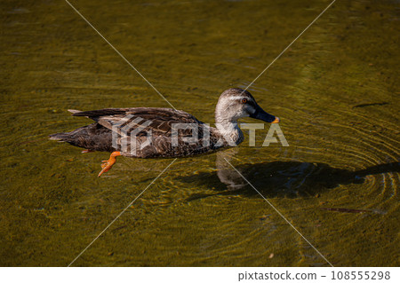 A calm afternoon of spot-billed ducks swimming gracefully in the pond 3 A calm afternoon of spot-billed ducks swimming gracefully in the pond 3 108555298