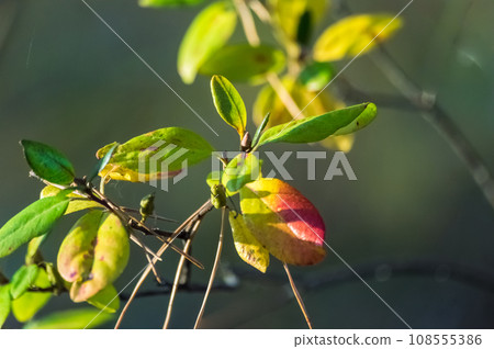 Close up of a branch with colorful leaves on a blurred background. Autumn leaves of the Ledum bush. Close up of a branch with colorful leaves on a blurred background. Autumn leaves of the Ledum bush. 108555386
