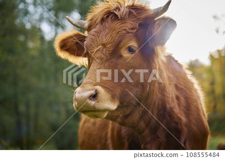 Brown cow grazing on field. Jersey cow eating green grass on pasture. Cattle breeding. Milk production on home farm 108555484