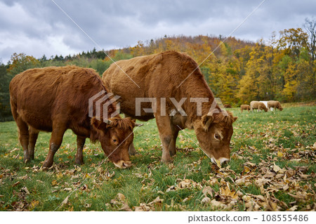 Brown cow grazing on field. Jersey cow eating green grass on pasture. Cattle breeding. Milk production on home farm Brown cow grazing on field. Jersey cow eating green grass on pasture. Cattle breeding. Milk production on home farm 108555486