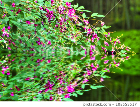 尋找秋天，萩 108555517