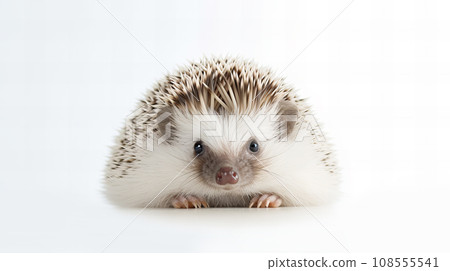 白色背景上的刺猬 108555541