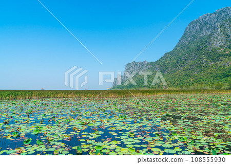 Sam Roi Yot Freshwater Marsh or Bueng Bua Khao Sam Roi Yot National Park 108555930