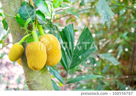 fresh jackfruit on jackfruit tree fresh jackfruit on jackfruit tree 108556787