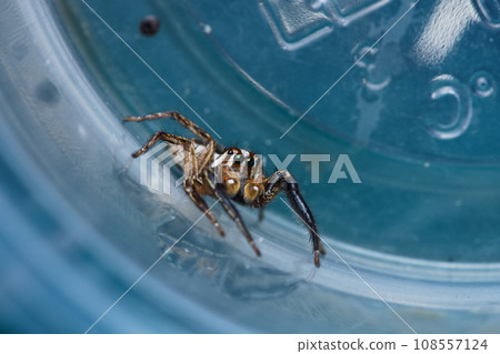 漂亮的跳蛛 108557124