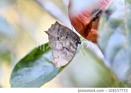Autumn crocodile butterfly (Kurokima butterfly) Autumn crocodile butterfly (Kurokima butterfly) 108557755