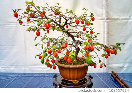 Himegaki bonsai Himegaki bonsai 108557924