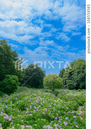 Ogikubo公園的繡球花 108558565