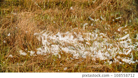 Crane Feathers On An Autumn Meadow, Close-up View . Annual Molt Crane Feathers On An Autumn Meadow, Close-up View . Annual Molt 108558712