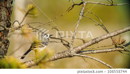 Wagtail On Branch. Motacilla Flava Is A Small Passerine In The Wagtail Family Motacillidae, Which Also Includes The Pipits And Longclaws. This Species Breeds In Much Of Temperate Europe And Asia Wagtail On Branch. Motacilla Flava Is A Small Passerine In The Wagtail Family Motacillidae, Which Also Includes The Pipits And Longclaws. This Species Breeds In Much Of Temperate Europe And Asia 108558744